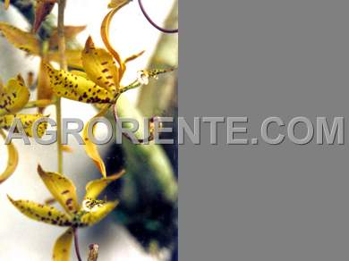 Orqudeas - Cycnoches pentadactylum male