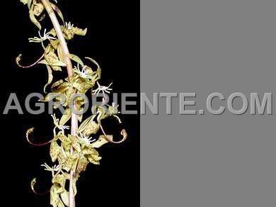 Orqudeas - Cycnoches peruviana