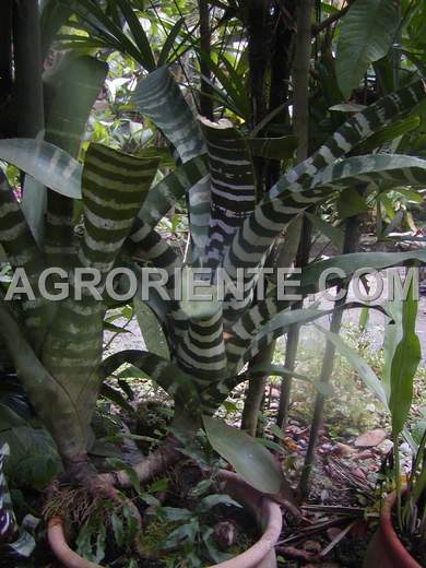Bromelias - Aechmea chantinii