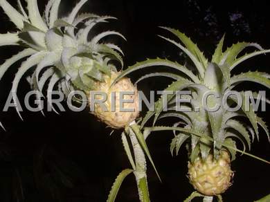 Bromelias - Ananas nanus