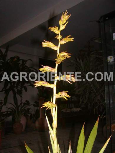 Bromelias - Guzmania garcienses