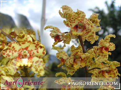 Orquídeas: Cyrtopodium buchtienii | Orquídeas Amazónicas del Perú |  ORQUIDEASAMAZONICAS.COM Agro Oriente Viveros, Moyobamba, San Martín - Perú