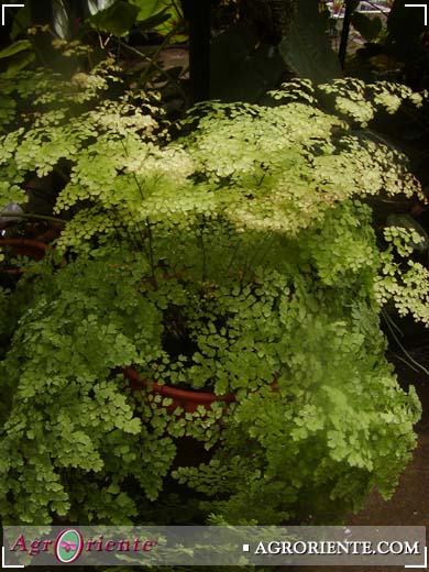 Helechos - Adiantum raddianum Fragrans