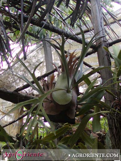 Helechos - Platycerium bifurcatum var 1