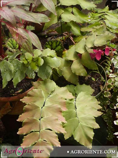 Helechos - Adiantum trapezoide
