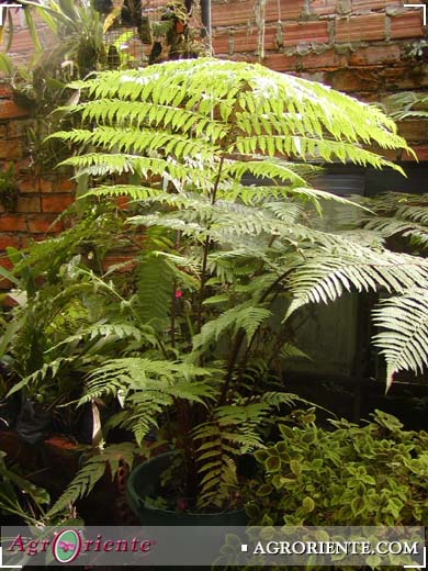 Helechos - Cyathea arborea