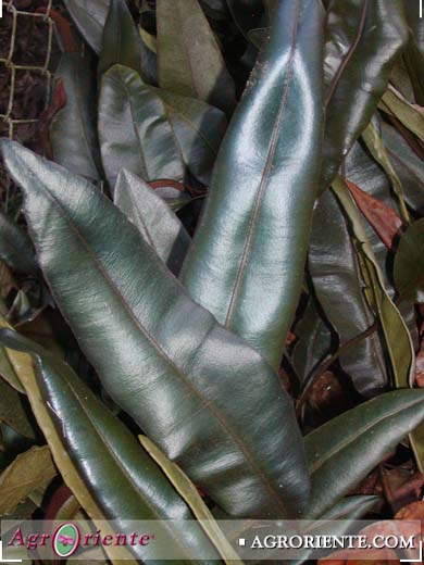 Helechos - Elaphoglossum metalicum