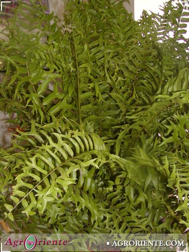 Helechos - Nephrolepis sp.