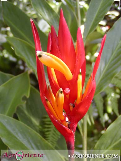 Heliconias - Heliconia densiflora