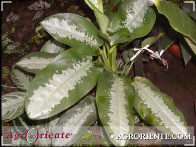 Otros Ornamentales - Aglaonema