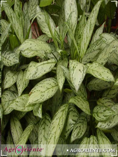 Otros Ornamentales - Aglaonema commutatum silver queen