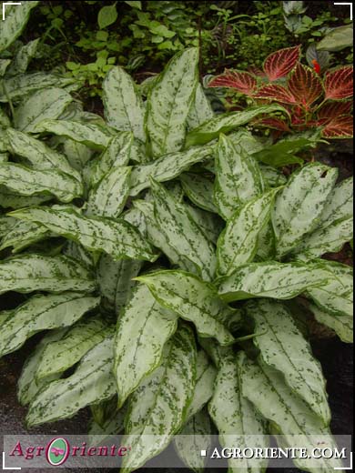 Otros Ornamentales - Aglaonema commutatum silver quenn crespo
