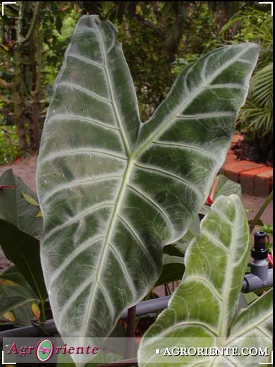 Otros Ornamentales - Alocasia