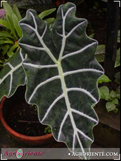Otros Ornamentales - Alocasia amazonica