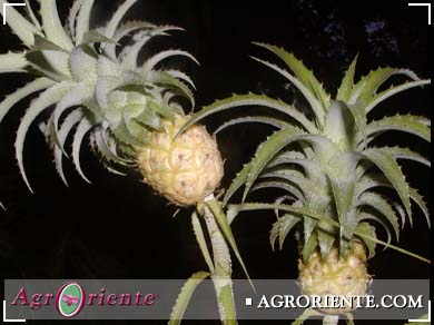 Otros Ornamentales - Ananas nanus 1