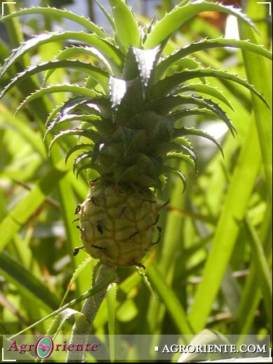 Otros Ornamentales - Ananas nanus 1 (1)