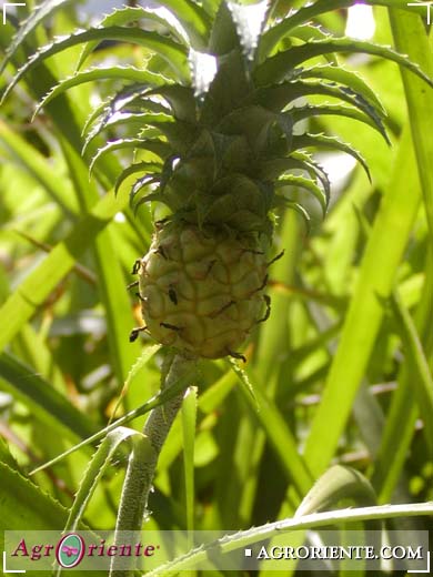 Otros Ornamentales - Ananas nanus 1 (2)