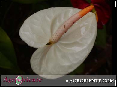 Otros Ornamentales - Anturio blanco