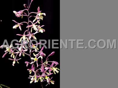 Orqudeas - Encyclia cyperifolia
