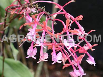 Orqudeas - Epidendrum capricornu