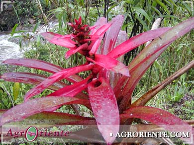 Bromelias - Guzmania gloriossa