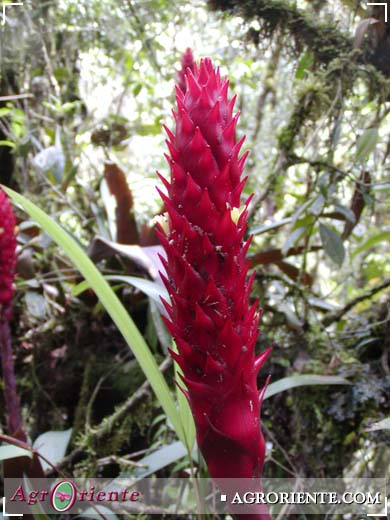 Bromelias - Guzmania conefera