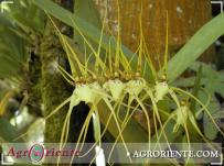 : Brassia longissima