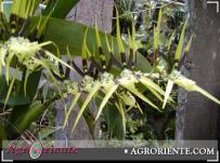 : Brassia pumila