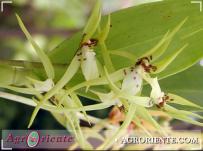 : Brassia villosa