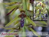 : Bulbophyllum incarum