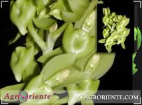 : Catasetum peruvianum
