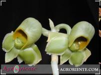 : Catasetum saccatum female