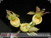 : Catasetum schunkei female