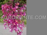 : Epidendrum friderici-guillielme