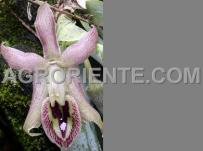 : Epidendrum sophronitoides