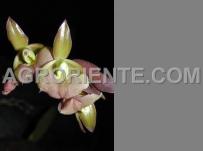 : Epidendrum summerhayesii