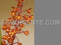 : Eriopsis elenae