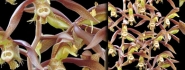 Catasetum saccatum male
